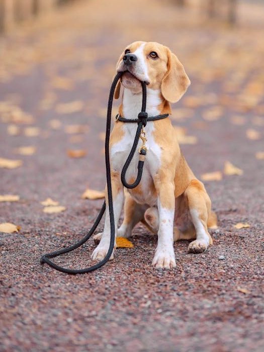 zipwp-image-14116837 Dog Holding a Leash in a Park