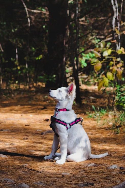zipwp-image-1786960 Photo of White Dog Sitting on Ground