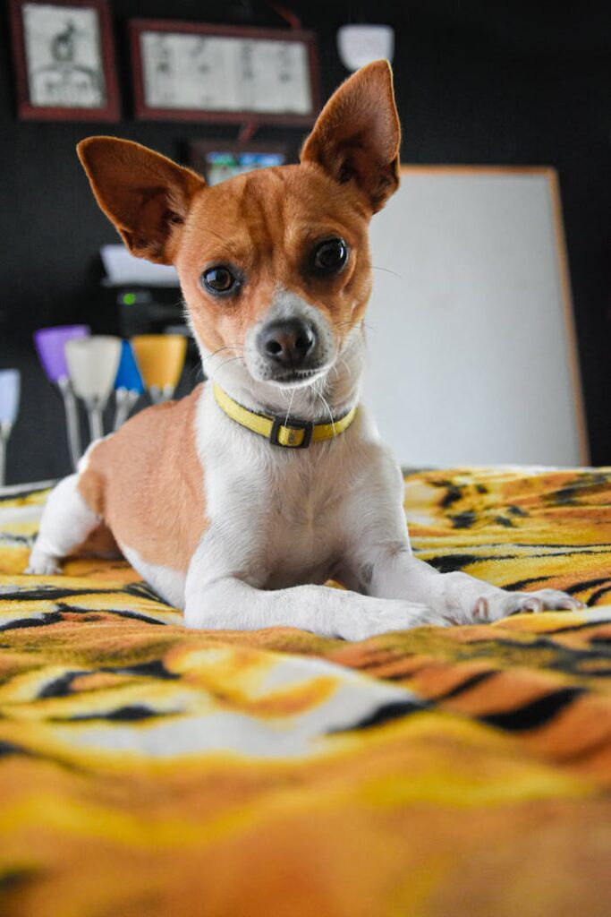 zipwp-image-3351190 Tiny Dog With Huge Personality