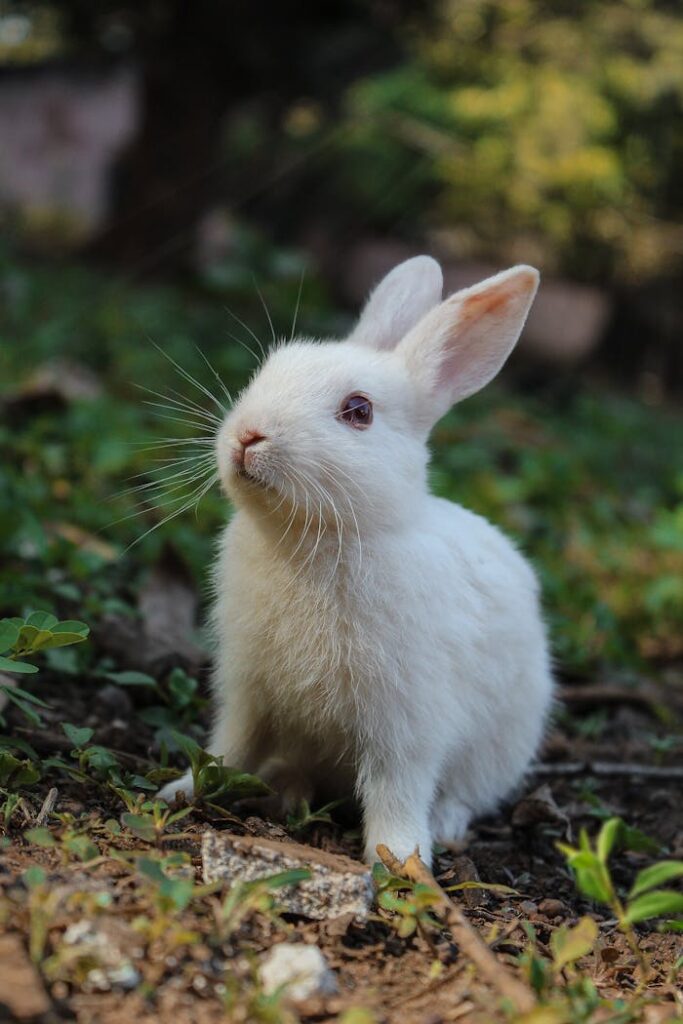 zipwp-image-4001296 White Rabbit On Green Grass