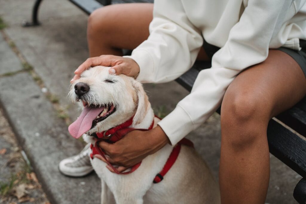zipwp-image-5257628 Crop faceless ethnic female owner in casual clothes resting on wooden bench while stroking purebred puppy with harness