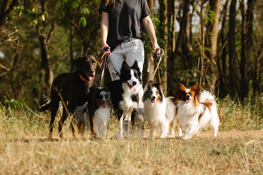 zipwp-image-7210727 Faceless woman with group of dogs