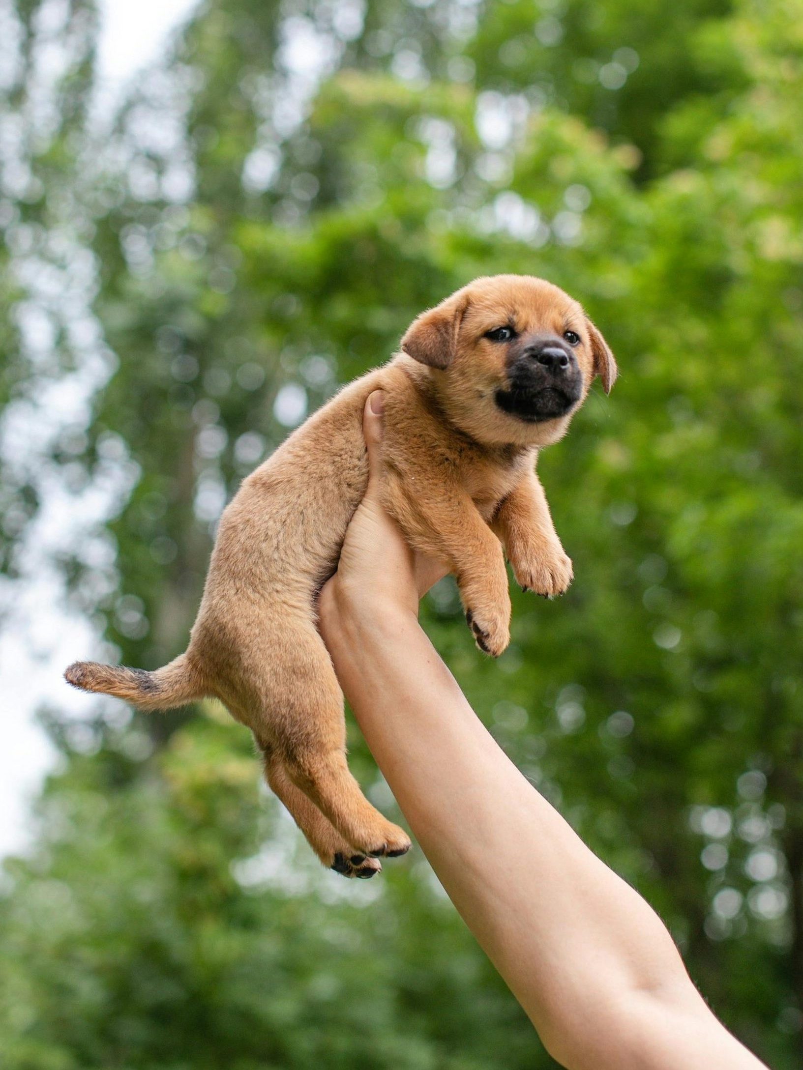 chiot 2