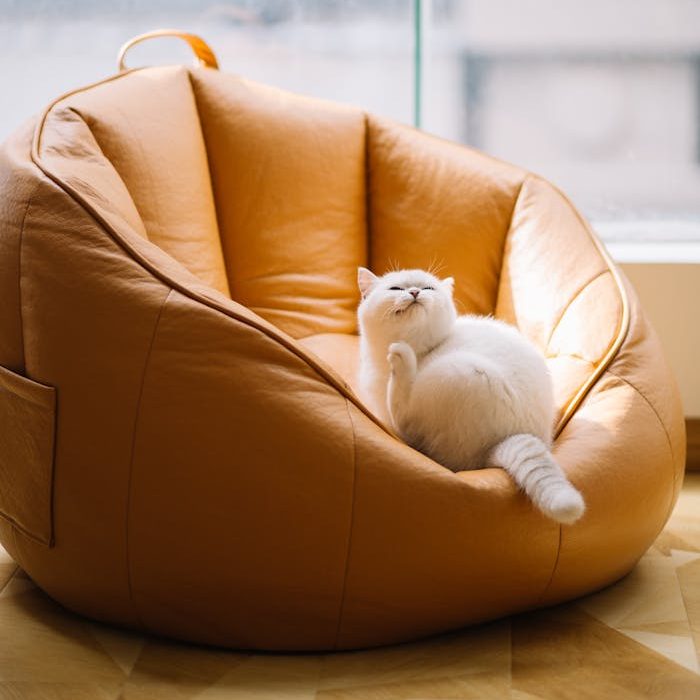 zipwp-image-7631731 Cute fluffy cat sitting on pouf chair at home